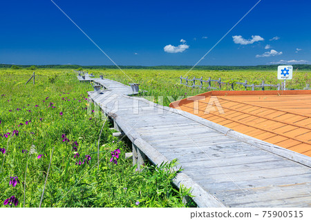 Akkeshi Town, Hokkaido Summer scenery of Kiritappushitsugen Akkeshi Town, Hokkaido Summer scenery of Kiritappushitsugen 75900515