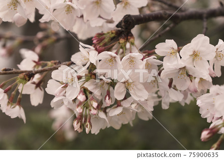 土佐稻荷神社 黃昏春天的櫻花[大阪府西區] 75900635