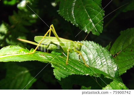 Tettigonia orientalis on the leaves Tettigonia orientalis on the leaves 75900742