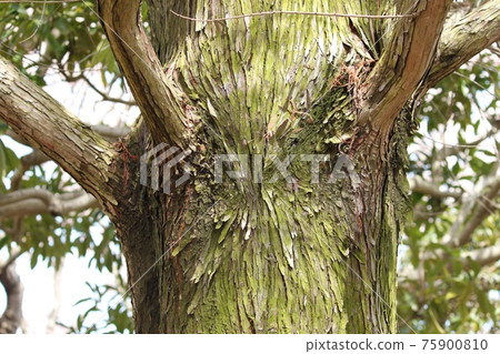 大樹幹 大樹幹 75900810