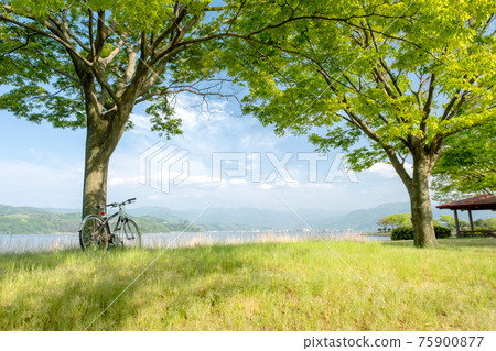 Image of enjoying cycling in a fresh green / early summer park (around Togo Pond) 75900877