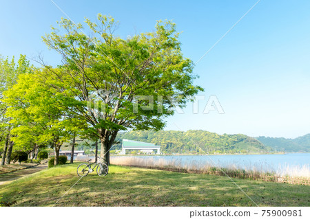 Image of enjoying cycling in a fresh green / early summer park (around Togo Pond) 75900981