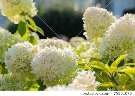 Magnificent heads of huge white hydrangeas. Magnificent heads of huge white hydrangeas. 75901076