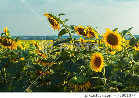 A field of large yellow sunflowers in summer. A field of large yellow sunflowers in summer. 75901077