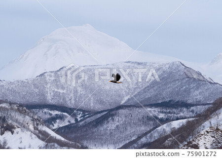 Steller's sea eagle flying with Mt. Rausu in the Shiretoko mountain range in the background 75901272