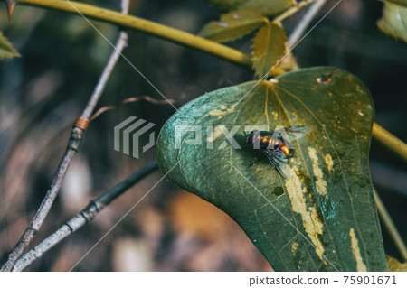 leave close up view of a smilax aspera with a fly leave close up view of a smilax aspera with a fly 75901671