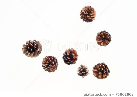 Pinecone background material Pinecone background material 75901902