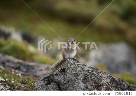 Ezo chipmunk of Daisetsuzan Kurodake Ezo chipmunk of Daisetsuzan Kurodake 75901915