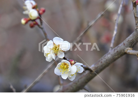 Plum blossom Plum blossom 75901916