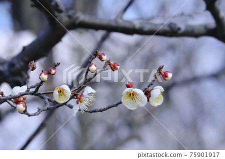 Plum blossom Plum blossom 75901917