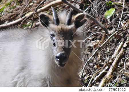 Antelope Antelope 75901922
