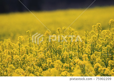 Rapeseed field Rapeseed field 75902209