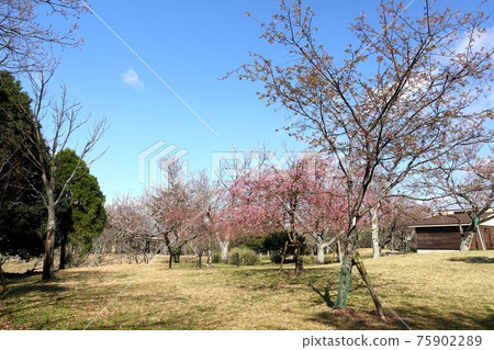 Sakura Sakura Somei Yoshino Omuroyama Spring Blue Sky Sakura no Sato Sakura Sakura Somei Yoshino Omuroyama Spring Blue Sky Sakura no Sato 75902289