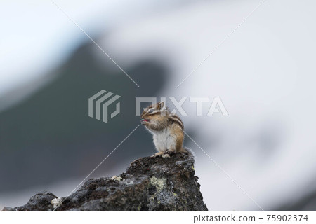 大雪山黑岳的蝦夷花栗鼠 照片素材 圖片 圖庫