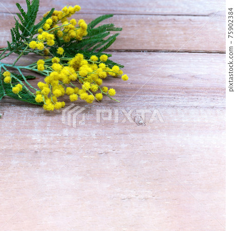 Mimosa branch on a wooden background. Mimosa branch on a wooden background. 75902384