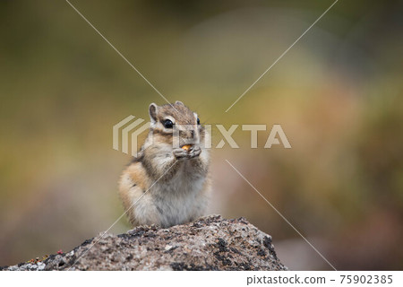 Ezo chipmunk of Daisetsuzan Kurodake Ezo chipmunk of Daisetsuzan Kurodake 75902385