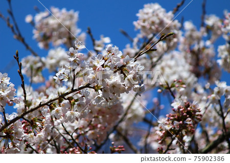 Cherry Blossoms Cherry Blossoms 75902386