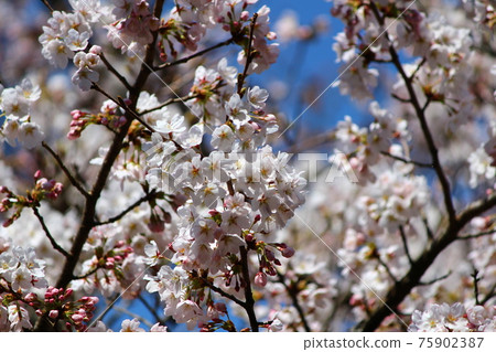 櫻花 櫻花 75902387