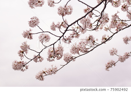 櫻花 櫻花 75902492