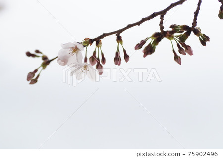 Cherry blossoms in bloom 75902496