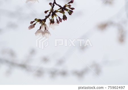 Cherry blossoms in bloom 75902497