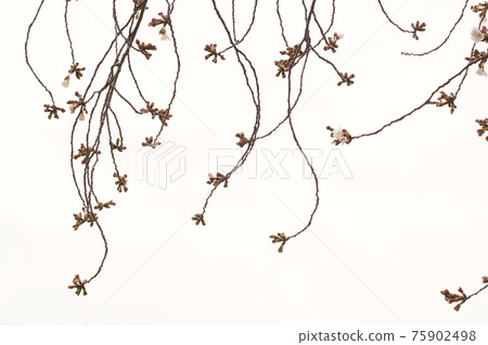 Cherry blossoms in bloom 75902498