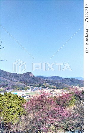 The gentle mountains of Tatsuno, the plum grove in early spring, the scenery of Tatsuno city as seen from Sekainoume Park in Tatsuno, vertical position 75902719