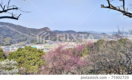 The gentle mountains of Tatsuno, the plum grove in early spring, the scenery of Tatsuno city as seen from Sekainoume Park in Tatsuno, horizontal position The gentle mountains of Tatsuno, the plum grove in early spring, the scenery of Tatsuno city as seen from Sekainoume Park in Tatsuno, horizontal position 75902720