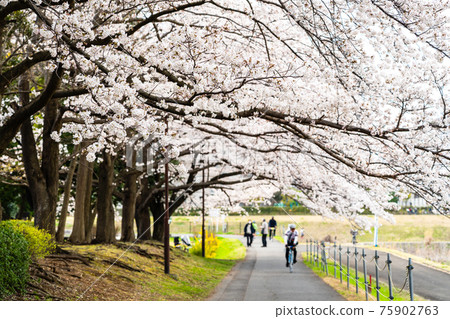 Sakura Tunnel Hachioji City Asakawa Relaxing Road 75902763