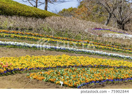 鮮見山公園春天 鮮見山公園春天 75902844