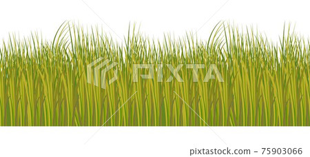 Silhouette of seamless green-yellow grass in savanna style, vector eps10 illustration props for decoration Silhouette of seamless green-yellow grass in savanna style, vector eps10 illustration props for decoration 75903066