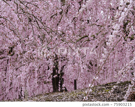 [Mie] Suzuka Forest Garden Weeping Plum Scenery 75903215