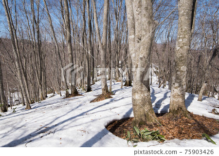 Kuromatsunai Town Utasai Northern Limit Beech Wild Forest Kuromatsunai Town Utasai Northern Limit Beech Wild Forest 75903426