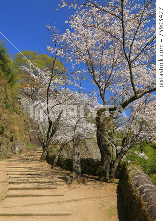 Oka Castle Ruins in Spring Oka Castle Ruins in Spring 75903427