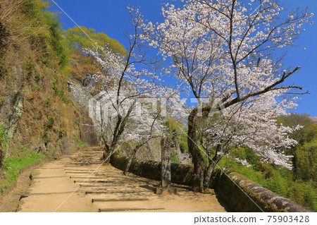 Oka Castle Ruins in Spring 75903428