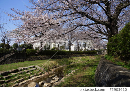 3 月小金井 162 前原野川大橋附近的野川櫻花樹 75903610