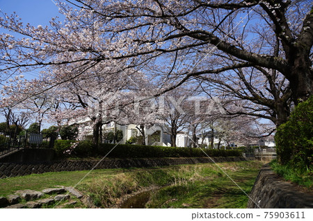 3 月小金井 161 前原野川大橋附近的野川櫻花樹 75903611