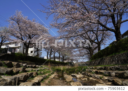 3月小金井前原野川大橋附近的160棵野川櫻花樹 75903612