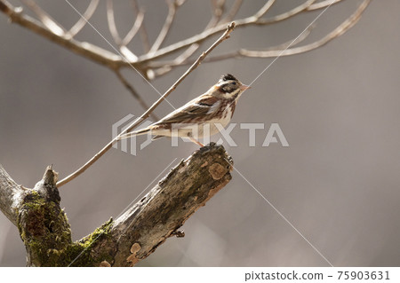 停在樹枝頂端的鄉村彩旗三月東京 75903631