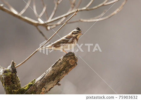 停在樹枝頂端的鄉村彩旗三月東京 75903632