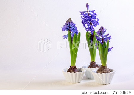 Blue hyacinths in white ceramic bowls. 75903699