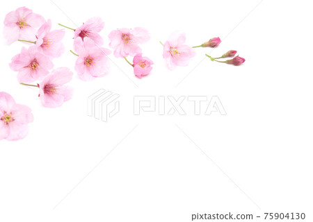 Beautiful cherry blossom isolated on white background. Copy space. Sign of spring Beautiful cherry blossom isolated on white background. Copy space. Sign of spring 75904130