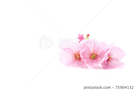 Beautiful blossoming cherry flower isolated on white background. copy space. sign of spring Beautiful blossoming cherry flower isolated on white background. copy space. sign of spring 75904132
