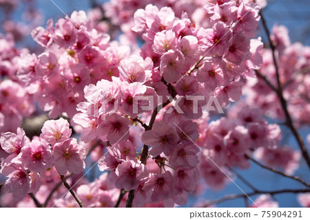 Blossoming cherry flower with blue sky background. Sign of spring Blossoming cherry flower with blue sky background. Sign of spring 75904291