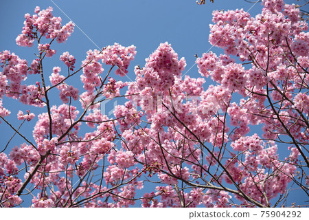 Blossoming cherry flower with blue sky background. Sign of spring 75904292