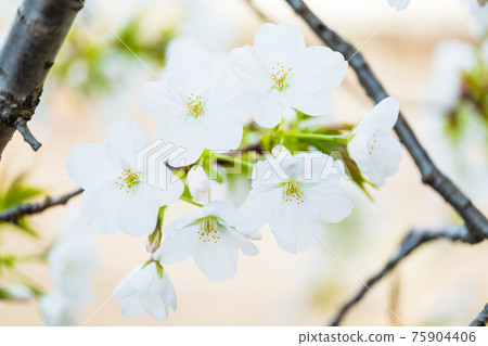 櫻花圖像 櫻花圖像 75904406