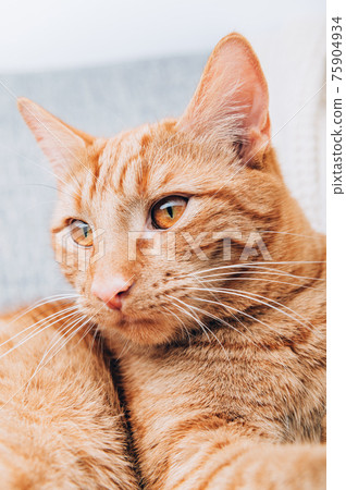 Ginger cat is laying on sofa Ginger cat is laying on sofa 75904934
