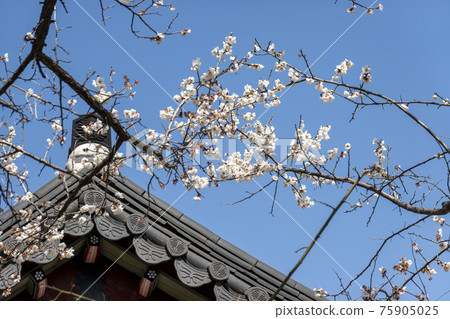 Suwon Hwaseong Palace 75905025