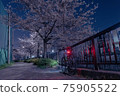 夜間住宅區的櫻花和越野自行車 75905522