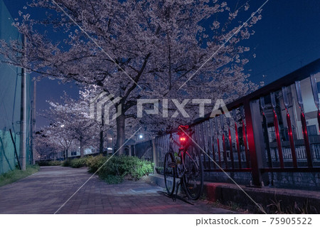 夜間住宅區的櫻花和越野自行車 75905522
